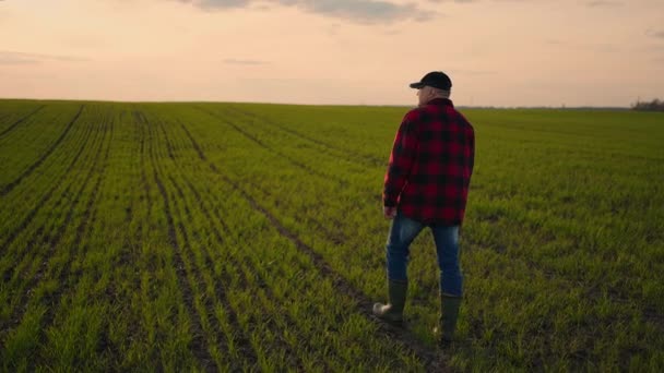 Seňor farmář jde na pole během sucha a prohlíží pole. Farmář si při západu slunce otírá pot z čela. Následujte mužské farmáře nohy v boty chůzi — Stock video