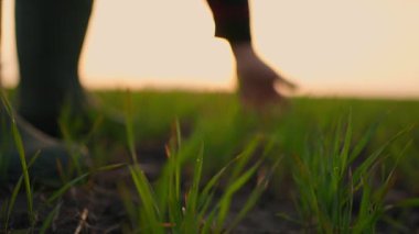 Kıdemli çiftçi el yeşil buğday tohumu tarım endüstrisine dokunuyor. Çiftçi el tarımdaki hasadı kontrol ediyor. Tarlada çalışan çiftçi buğdayı teftiş ediyor.