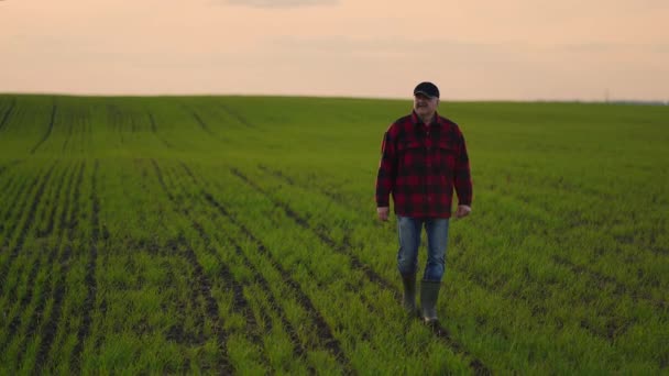 Agricultor sênior caminha através do campo verde com um tablet em suas mãos no pôr do sol — Vídeo de Stock