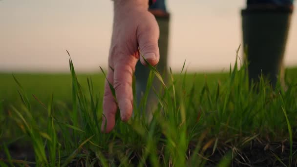 Senior Farmer hand raakt groene tarwe gewas kiemen landbouw industrie. Boerenhand controleert het gewas in de landbouw. Man boer die in het veld werkt inspecteert de gewas tarwe — Stockvideo