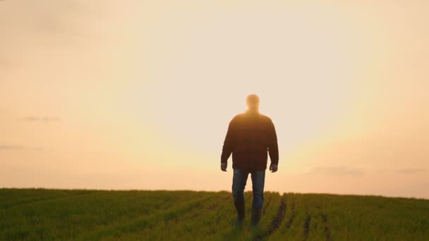 Caucasiano velho agricultor masculino em um chapéu que vai ao longo do caminho no campo de trigo no belo pôr do sol e tirar o chapéu. — Vídeo de Stock