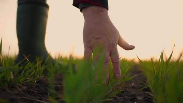 Senior Farmer Hand berührt grünen Weizen Erntekeime Landwirtschaft Industrie. Bauern kontrollieren die Ernte in der Landwirtschaft. Ein Bauer, der auf dem Feld arbeitet, inspiziert die Getreideernte — Stockvideo