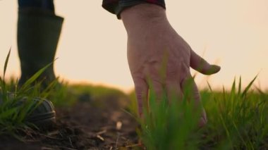 Çiftçi eli ağır çekimde. Tarlada çalışan kıdemli çiftçi buğday tohumu doğal çiftçiliğini teftiş ediyor. iş tarım hasat kavramı