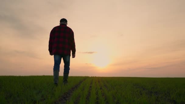 Caucasiano velho agricultor masculino em um chapéu que vai ao longo do caminho no campo de trigo no belo pôr do sol e tirar o chapéu. — Vídeo de Stock