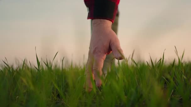 Bauernhand-Zeitlupe. Oberbäuerin, die auf dem Feld arbeitet, inspiziert den Weizenkeim auf natürlichem Wege. Erntekonzept für die Landwirtschaft — Stockvideo