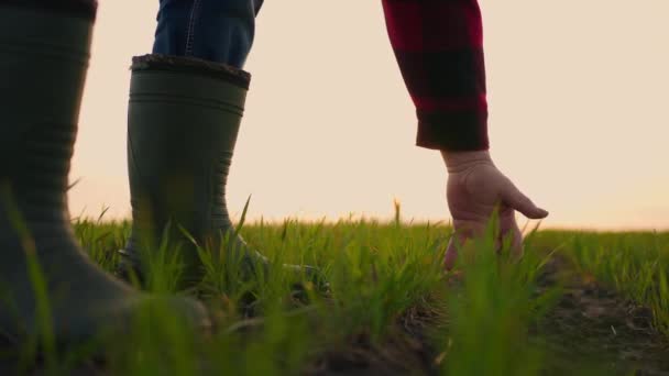 Boerenhand slow motion. Senior boer werkzaam in het veld inspecteert de gewas tarwekiemen natuurlijk een landbouw. bedrijfslandbouwoogstconcept — Stockvideo