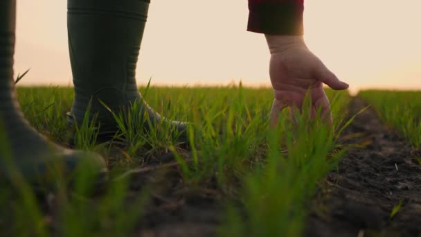 Un contadino al rallentatore. L'agricoltore anziano che lavora nel campo ispeziona il germe di grano di coltura naturale un'agricoltura. business agricoltura concetto di raccolta — Video Stock