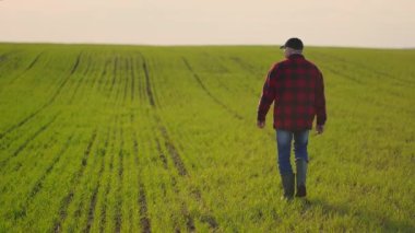 Tarladaki küçük yeşil ayçiçeği filizlerinde yürüyen erkek çiftçi ayaklarını takip edin. Genç adamın bacakları çayırdaki kuru toprağa basıyor. Düşük açı görünümü Yavaş çekim kapat