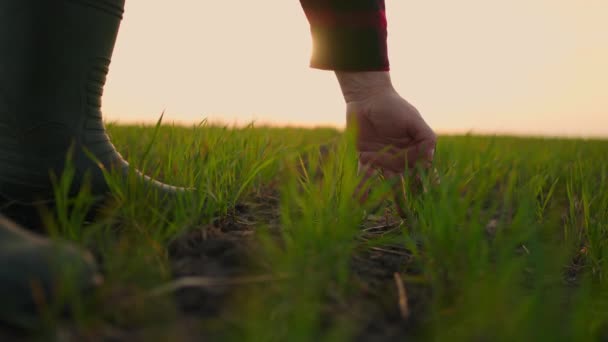 Un contadino al rallentatore. L'agricoltore anziano che lavora nel campo ispeziona il germe di grano di coltura naturale un'agricoltura. business agricoltura concetto di raccolta — Video Stock