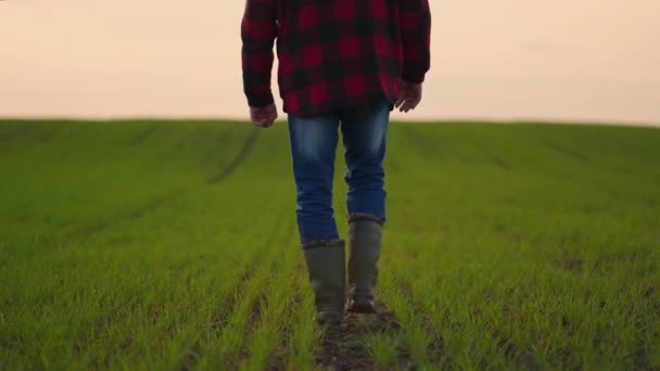 Suivez les pieds des fermiers mâles dans des bottes marchant à travers les petits pousses vertes de tournesol sur le terrain. Jambes de jeune homme marchant sur le sol sec à la prairie. Vue en angle bas Fermer Mouvement lent — Video