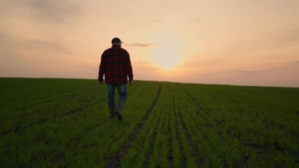 Ένας αγρότης πηγαίνει σε ένα αγροτικό δρόμο κατά μήκος ενός λιβαδιού πράσινου σιταριού το ηλιοβασίλεμα. Τρόπος για την επιτυχία. Επιτυχημένος τρόπος στη δουλειά. Η έννοια της επιτυχίας και της ευημερίας — Αρχείο Βίντεο