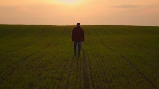 Um fazendeiro homem vai em uma estrada rural ao longo de um campo de trigo verde ao pôr do sol. Caminho para o sucesso. Maneira bem sucedida no negócio. O conceito de sucesso e prosperidade — Vídeo de Stock