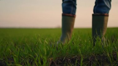 Çiftçi eli ağır çekimde. Tarlada çalışan kıdemli çiftçi buğday tohumu doğal çiftçiliğini teftiş ediyor. iş tarım hasat kavramı