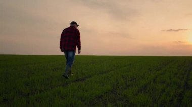 Kafkasyalı, şapkalı yaşlı bir erkek çiftçi buğday tarlasında güzel bir gün batımında yol boyunca ilerliyor ve şapkasını çıkarıyor..