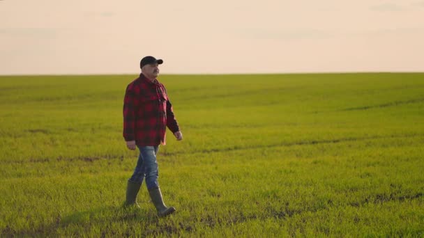 ある男の農夫が日没時に畑を歩いている。農学者は畑に植えられた農産物をチェックする。成功への道. — ストック動画