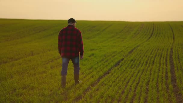 Ένας αγρότης πηγαίνει σε ένα αγροτικό δρόμο κατά μήκος ενός λιβαδιού πράσινου σιταριού το ηλιοβασίλεμα. Τρόπος για την επιτυχία. Επιτυχημένος τρόπος στη δουλειά. Η έννοια της επιτυχίας και της ευημερίας — Αρχείο Βίντεο