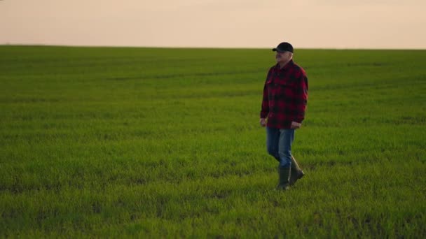 Agricultor sênior caminha através do campo verde com um tablet em suas mãos no pôr do sol — Vídeo de Stock