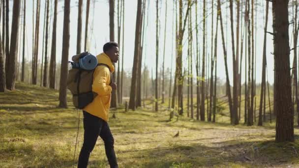Siyah Afrikalı erkek, yüksek verimli yeşil ormanın tepesinde yürüyüş yapıyor. Güneş ışıkları arkadan vuruyor. Siyah adam orman bölgesini geziyor ve keşfediyor. — Stok video