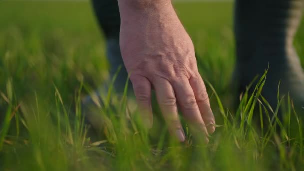 Bauernhand-Zeitlupe. Oberbäuerin, die auf dem Feld arbeitet, inspiziert den Weizenkeim auf natürlichem Wege. Erntekonzept für die Landwirtschaft — Stockvideo