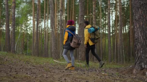 Deux randonneurs afro-américains avec sac à dos marchant tout en regardant le paysage dans la forêt. Couple noir homme et femme prenant téléphone mobile voyage explorer les forêts sauvages nature en équipe — Video