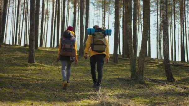 Vonzó modern turisták fekete pár túrázás mászás fel erdei dombok figyeli az állatokat a távolban. Természetes park. Rekreációs koncepció. Lassított mozgás séta — Stock videók