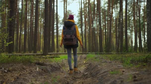 スローモーション:秋に森の中を歩く若い黒人アフリカ人女性。バックパックを木に取ってアクティブな健康的な白人女性。森林の背面ビュー、バイオツーリズムに沿って散歩を持つ女性旅行者 — ストック動画