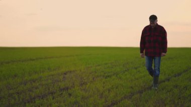 İşten sonra sahada ağır çekimde yürü. Çiftçi gün batımında ekin ektikten ve traktörde çalıştıktan sonra ekinleri kontrol eder