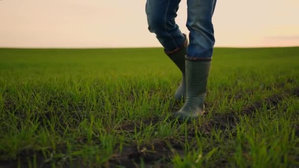 一个穿着橡胶靴的农民的腿的特写慢吞吞地穿过田野，在日落时分，他们的稻谷和小麦都长满了绿色芽。收获的田地 — 图库视频影像