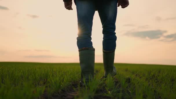 ゴムブーツを着た農民の足のクローズアップは、ゆっくりとした動きで日没時に穀物や小麦の緑の芽でフィールドを歩いてください。収穫場 — ストック動画