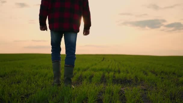 रबर के जूते में एक किसान पैरों का क्लोज-अप धीमी गति में सूर्यास्त पर अनाज और गेहूं के हरे फल के साथ मैदान में चलता है। फसल क्षेत्रों — स्टॉक वीडियो