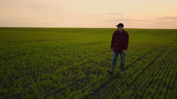 Starszy rolnik biznesowy na polu w świetle słonecznym o zachodzie słońca sprawdza zieloną twarz. Pędy zbiorów, kontrola wzrostu pszenicy — Wideo stockowe