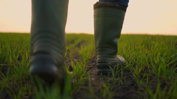 Um close-up de um sapato agricultores andando por um campo com mudas verdes em câmera lenta ao pôr do sol — Vídeo de Stock