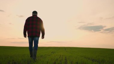 Bir çiftçi işadamı mısır gevreği ya da soya fasulyesi tarlasında yürür ve bir gün çalıştıktan sonra araziyi kontrol eder..