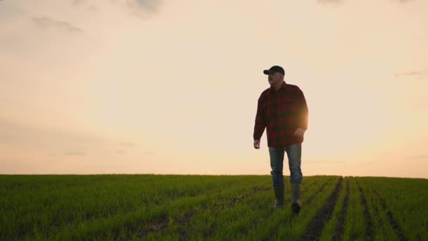 Un agriculteur homme d'affaires marche dans son champ de céréales ou de soja et inspecte la propriété après une journée de travail. — Video