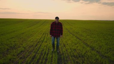 Gün batımında bir tarlada yaşlı bir çiftçi yeşil bir yüzü inceliyor. Hasat filizleri, buğday büyümesinin kontrolü