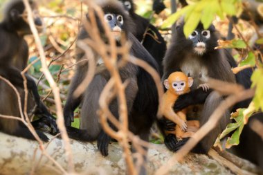 Yavruları olan hayvanlar, Yaprak Maymunların Sarı bebeği ya da Tayland 'da ormanda yaşayan Dusky Langur ve annesi.