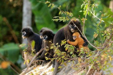 Yavruları olan hayvanlar, Yaprak Maymunların Sarı bebeği ya da Tayland 'da ormanda yaşayan Dusky Langur ve annesi.
