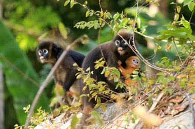 Yavruları olan hayvanlar, Yaprak Maymunların Sarı bebeği ya da Tayland 'da ormanda yaşayan Dusky Langur ve annesi.
