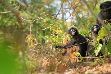 Sarı ikizler Yaprak Maymun 'un bebeği ya da Dusky Langur' un annesi, Tayland 'da bebekleriyle birlikte yaşayan hayvanlar.