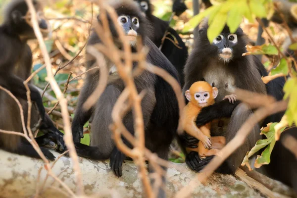 Animales Con Sus Bebés Bebé Amarillo Monos Hoja Langur Oscuro —  Fotos de Stock