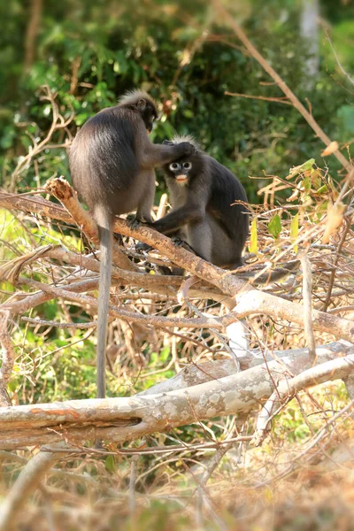 Animales Con Sus Bebés Bebé Amarillo Monos Hoja Langur Oscuro — Foto de Stock