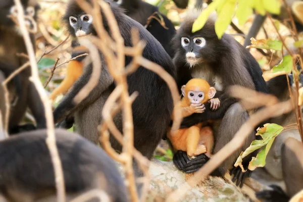 Animals with their babies, Yellow  baby of Leaf Monkeys or Dusky Langur and mother who are living in the forest in Thailand