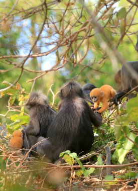Sarı ikizler Yaprak Maymun 'un bebeği ya da Dusky Langur' un annesi, Tayland 'da bebekleriyle birlikte yaşayan hayvanlar.
