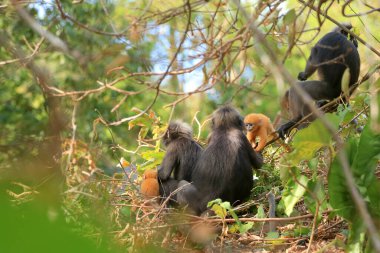 Sarı ikizler Yaprak Maymun 'un bebeği ya da Dusky Langur' un annesi, Tayland 'da bebekleriyle birlikte yaşayan hayvanlar.