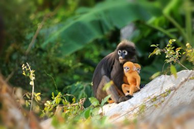 Sarı ikizler Yaprak Maymun 'un bebeği ya da Dusky Langur' un annesi, Tayland 'da bebekleriyle birlikte yaşayan hayvanlar.