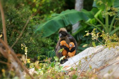 Yavruları olan hayvanlar, Yaprak Maymunların Sarı bebeği ya da Tayland 'da ormanda yaşayan Dusky Langur ve annesi.