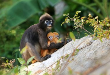 Sarı ikizler Yaprak Maymun 'un bebeği ya da Dusky Langur' un annesi, Tayland 'da bebekleriyle birlikte yaşayan hayvanlar.