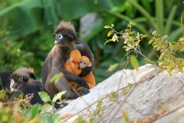 Yavruları olan hayvanlar, Yaprak Maymunların Sarı bebeği ya da Tayland 'da ormanda yaşayan Dusky Langur ve annesi.