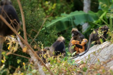 Sarı ikizler Yaprak Maymun 'un bebeği ya da Dusky Langur' un annesi, Tayland 'da bebekleriyle birlikte yaşayan hayvanlar.