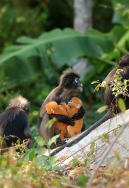 Sarı ikizler Yaprak Maymun 'un bebeği ya da Dusky Langur' un annesi, Tayland 'da bebekleriyle birlikte yaşayan hayvanlar.